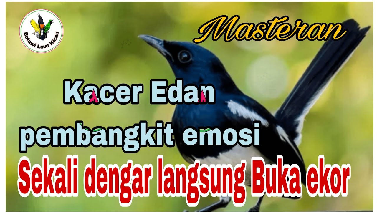 Gak butuh waktu lama sekali denger langsung buka ekor pembangkit emosi Kacer paling edan ‼️