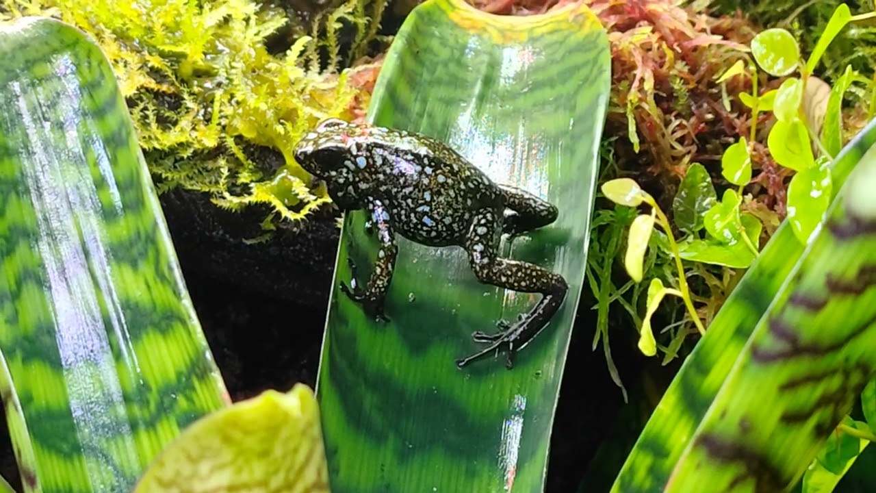Oophaga Sylvatica Situwa calling