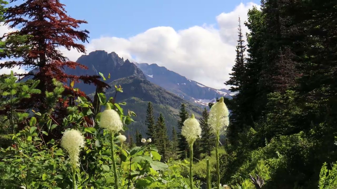 Beargrass Flowers, Glacier National Park