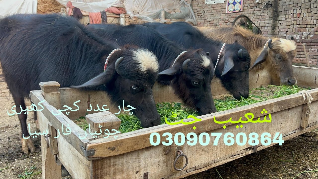 چار عدد کچی کھری جھوٹیاں فار سیل لوکیشن چوک مرلےتحصیل عارف والا ضلع پاک پتن 03090760864  