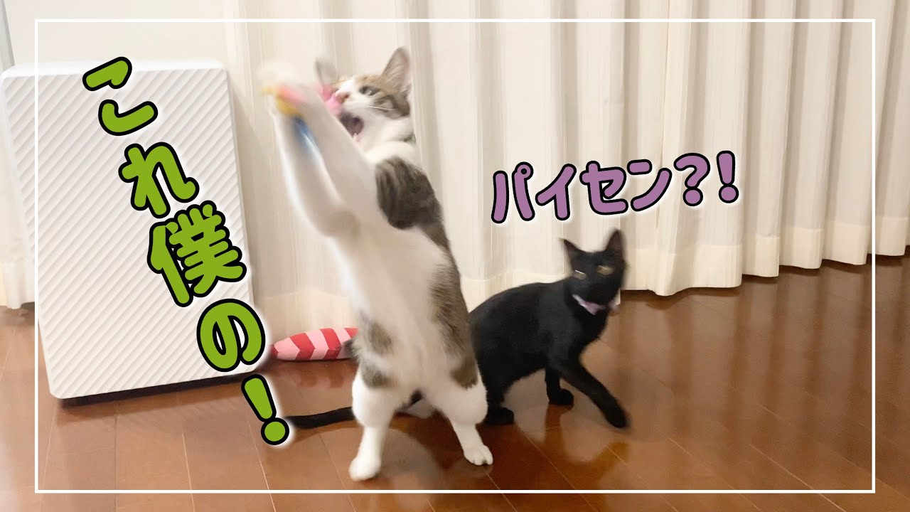 子猫とおもちゃを取り合って大はしゃぎする先住猫がこちら&hellip;【4K猫動画】