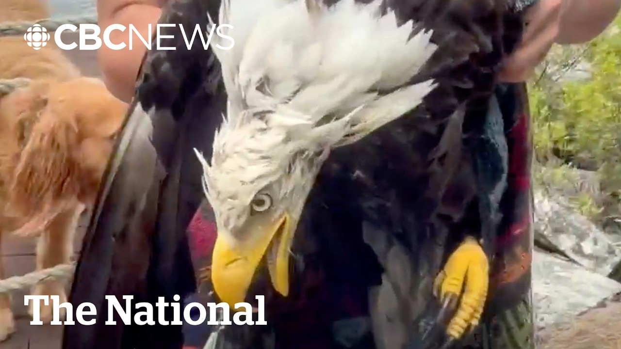 N.S. father and son save bald eagle, take poke at Trump | The Moment