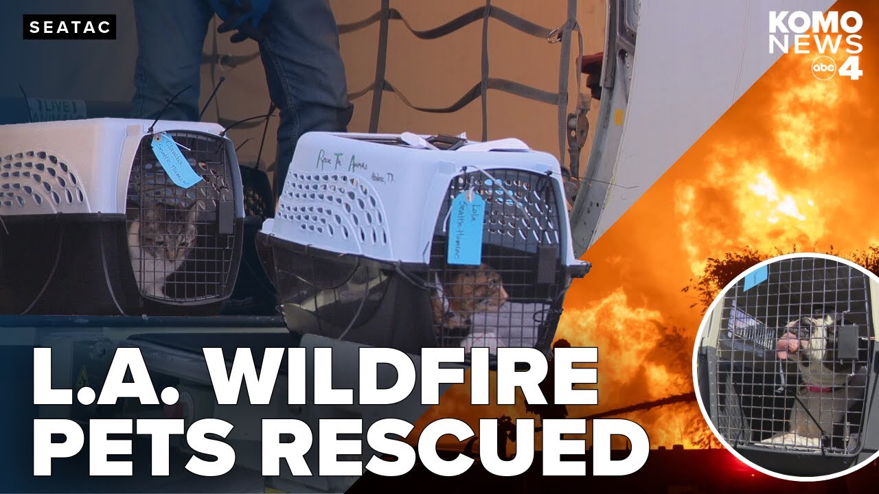 Rescue flight moves 60+ animals from L.A. shelters to Seattle to help with wildfire impact