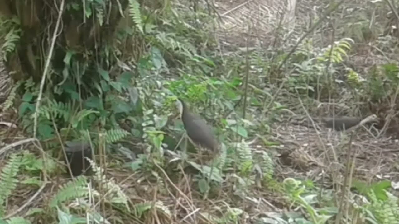 UNTUNG TIDAK DI MAKAN BIAWAK POIN  RUAK RUAKNYA