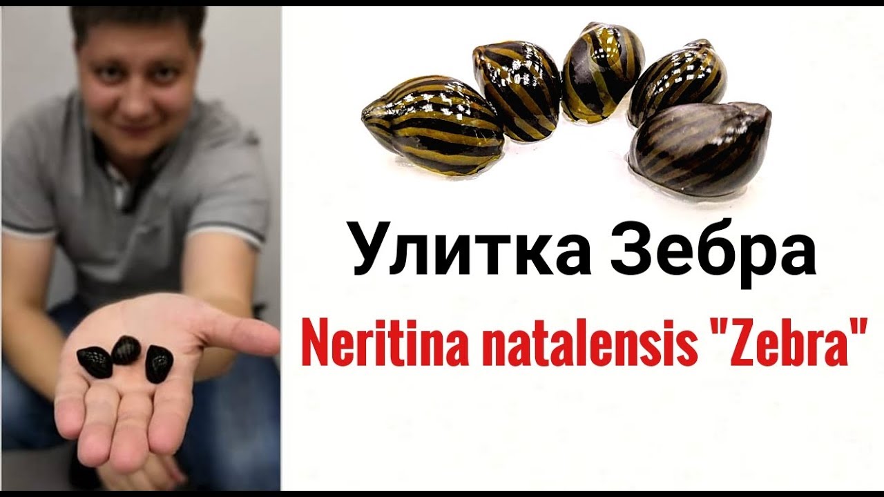 Улитка Зебра .Neritina Zebra.