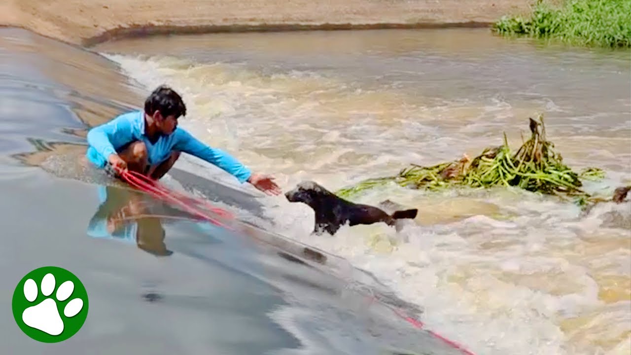 Brave Man Walks Into River To Save Dog