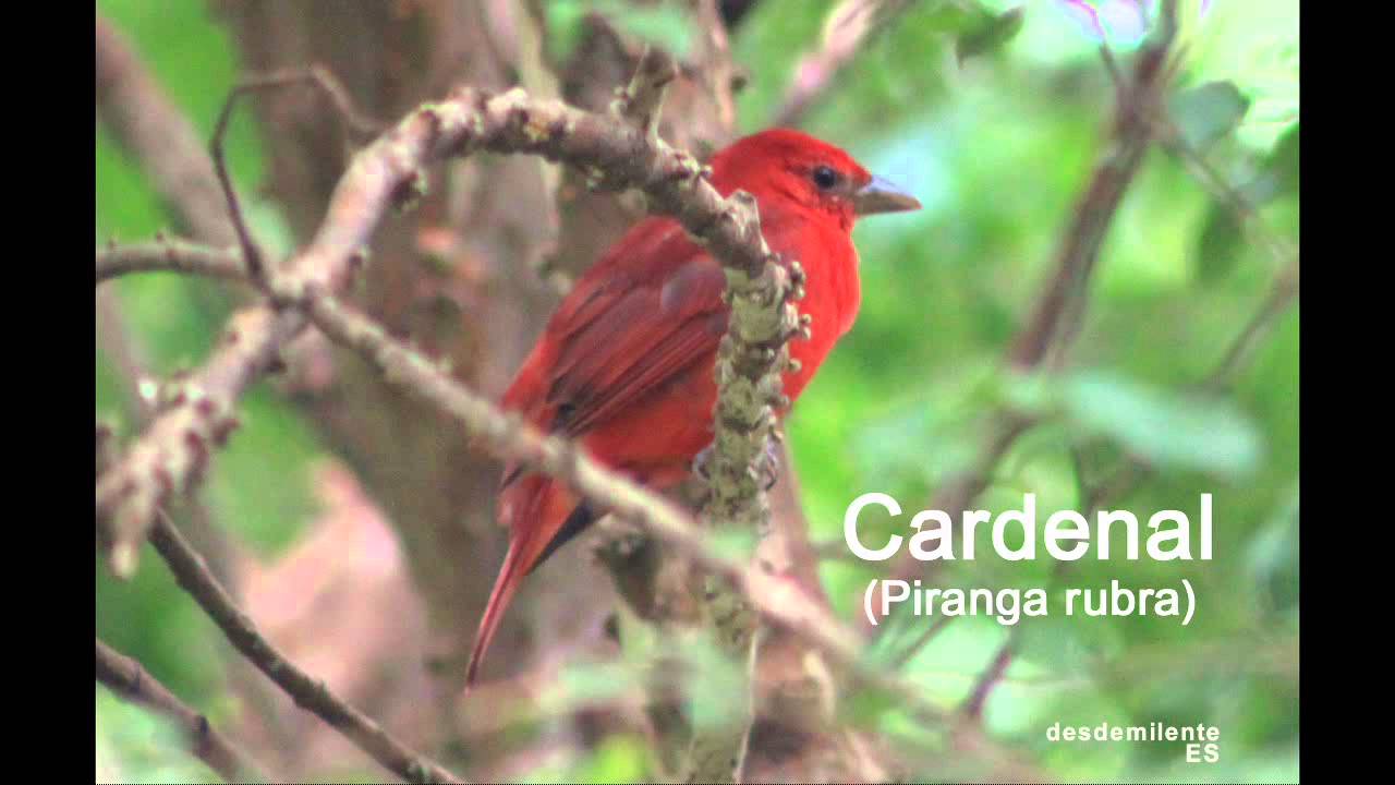 Aves de El Salvador, Parte I.