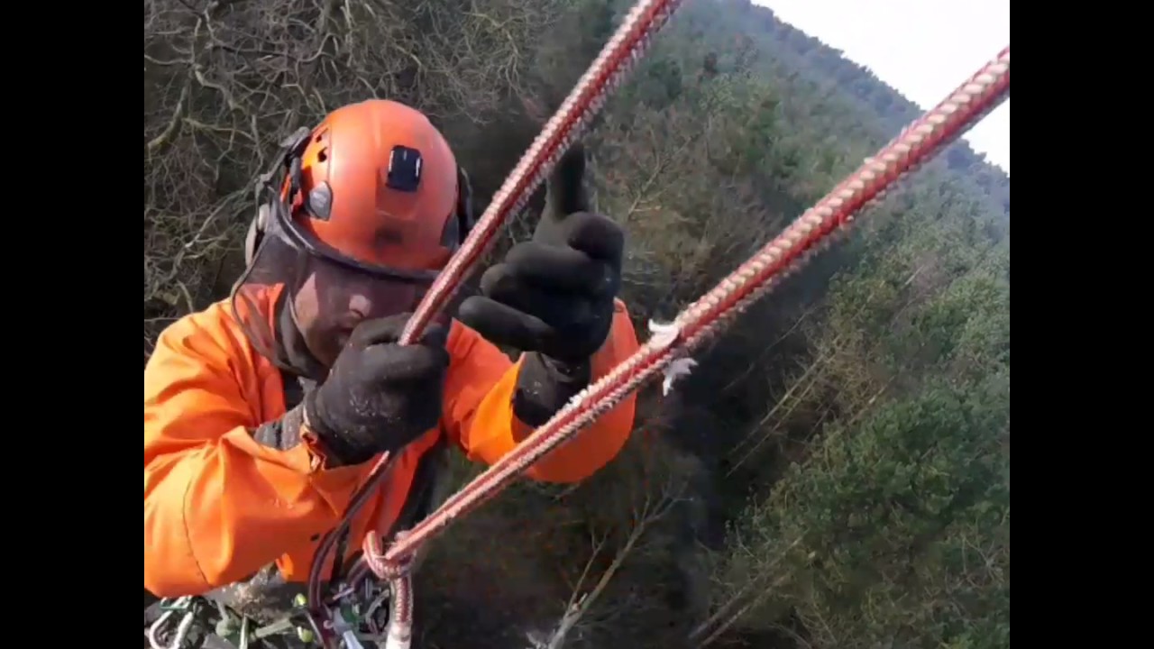Sweet chestnut takedown