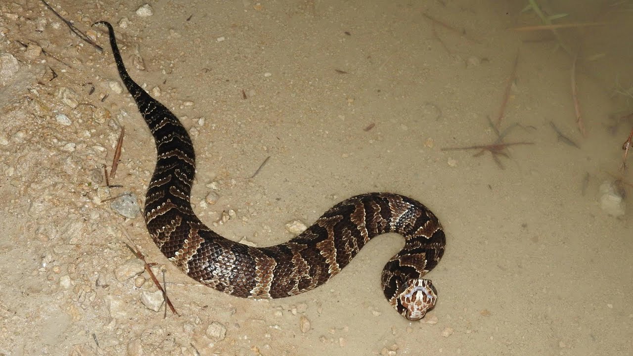 Water Moccasin - Birdon Rd, Big Cypress National Preserve, FL