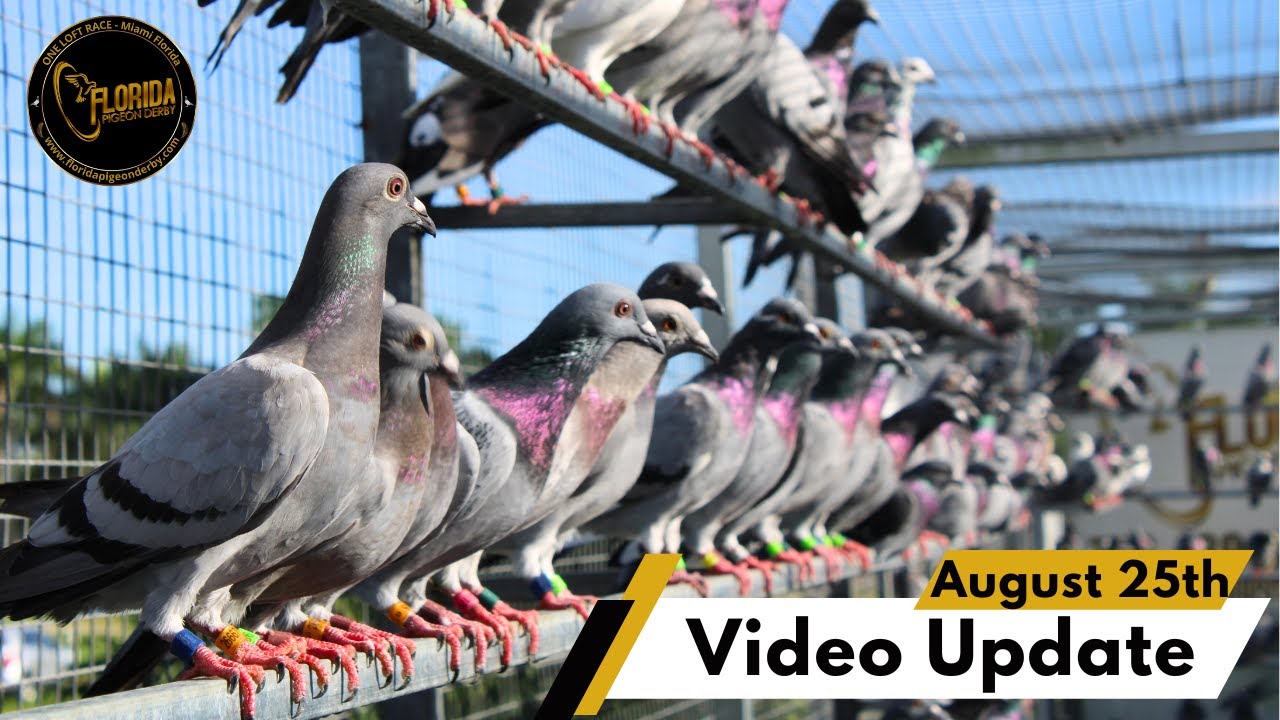 AUGUST 25th Update @ Florida Pigeon Derby Season 2023