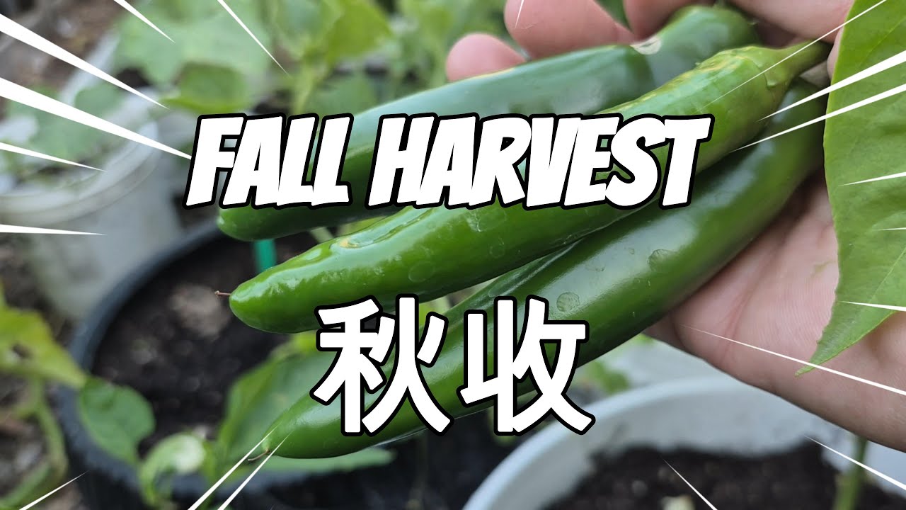 🥰荒废一个月后，菜地变成了这样…结果太震撼！#howto   #plants #garden #gardening