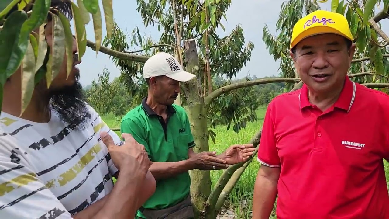 PERAWATAN POHON DURIAN DARI AWAL TANAM