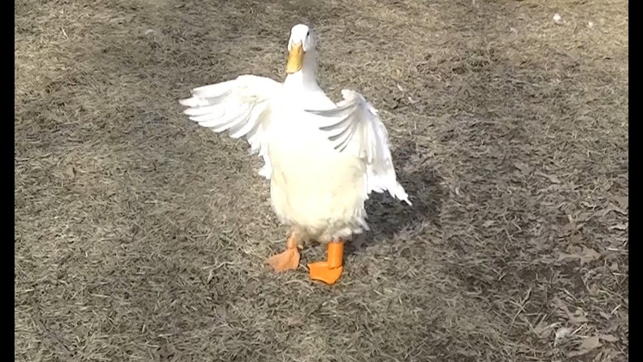 Buttercup the Duck's new foot is printed on a 3D printer and he walks & runs!