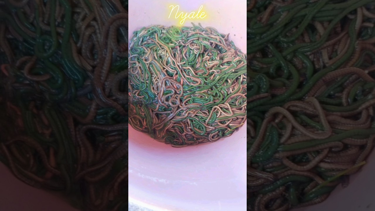 Cacing Laut 'Nyale' #animals #worms