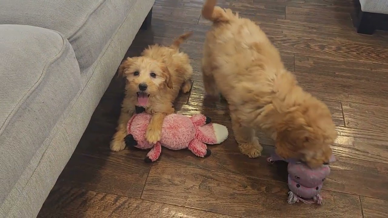 Adorable F1B mini goldendoodles litter D