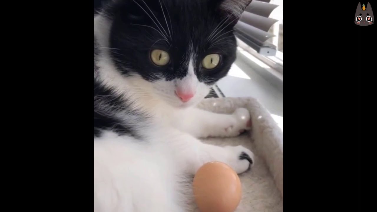 What Happens When You Give a Cat an Egg? (A compilation)
