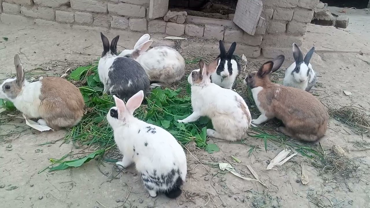 Cute Rabbits | Cute Bunnies | Funny and Cute Bunny Rabbit Videos Compilation | Rabbit Short Video 