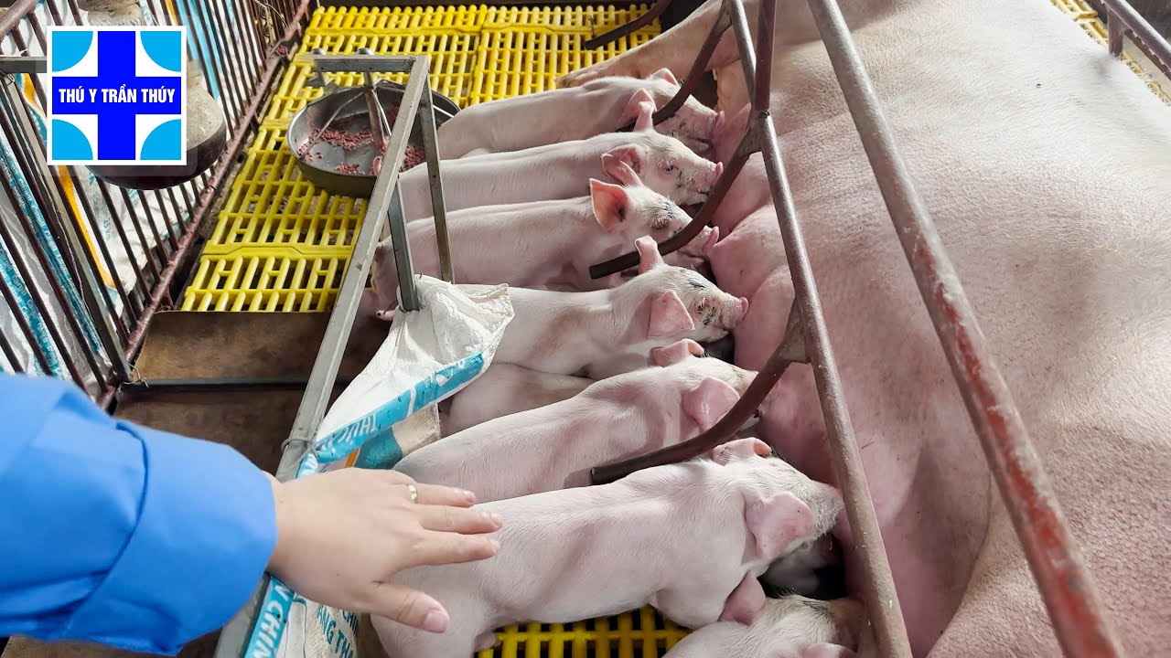 Phác đồ điều trị viêm tử cung ở heo nái hiệu quả nhất