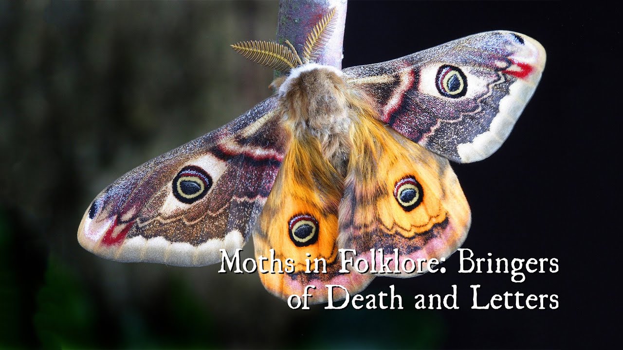 Moths in Folklore: Bringers of Death and Letters
