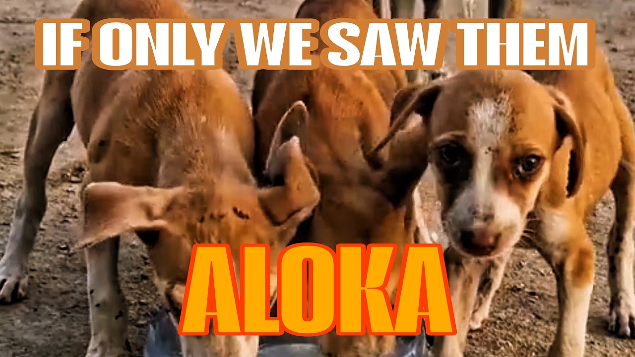 If We Only Saw Them: ALOKA's Reminder to the World