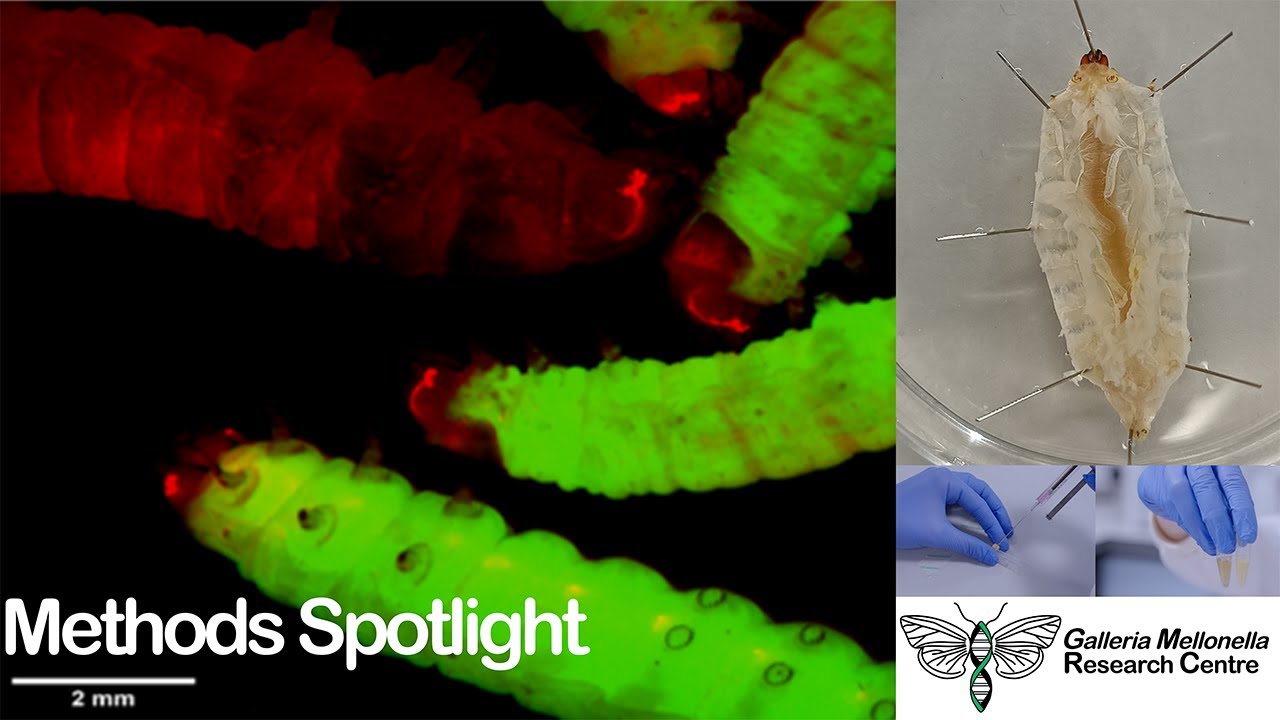 GMRC - Methods spotlight