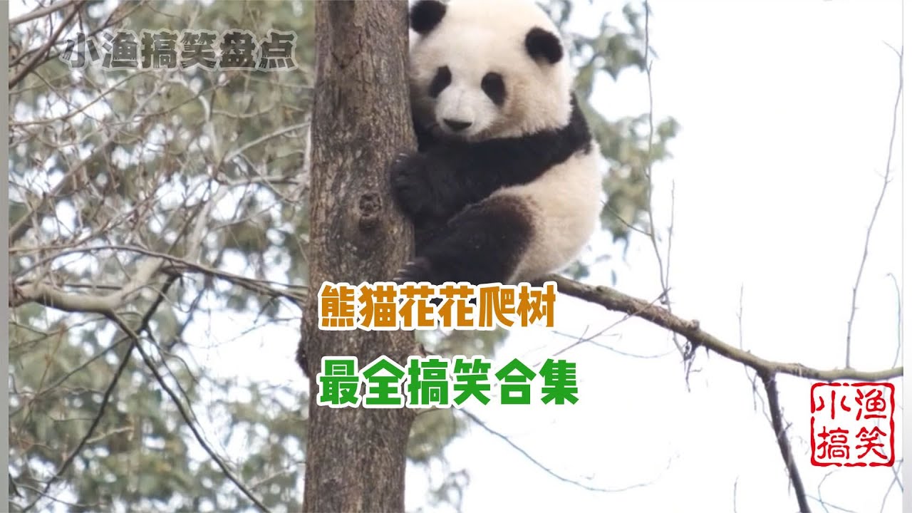 熊猫花花爬树最全搞笑合集，谭爷爷说花花上去下不来，花花不服气