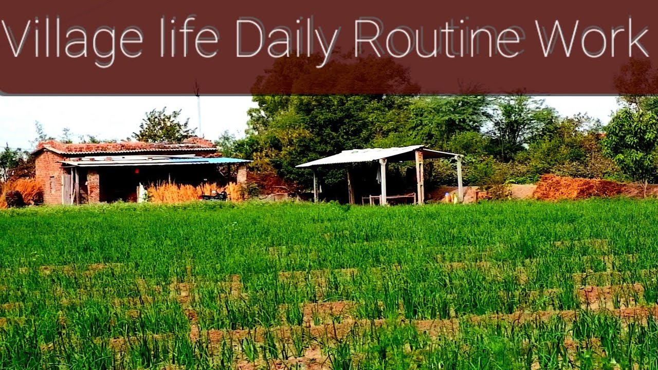 Village life Daily Routine work || Rural Life In Gujarat India || Village life in Gujarat