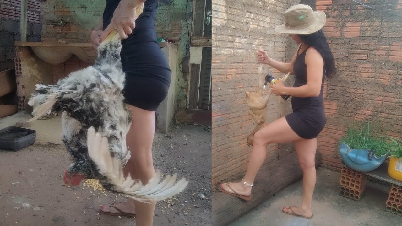 COMO CUIDAR DE GALINHAS//com pouco espaço
