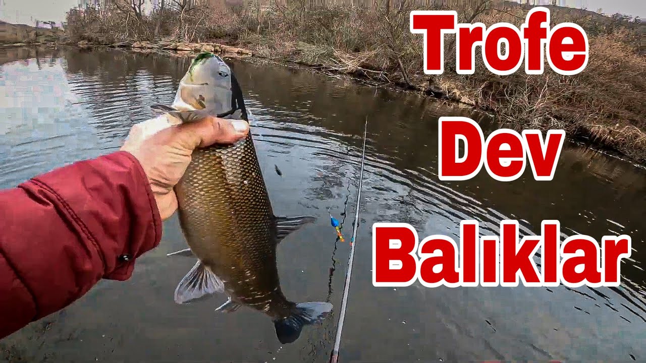 YOSUNLA SİRAZ BALIĞI YAKALAMA (DEV BALIKLAR)
