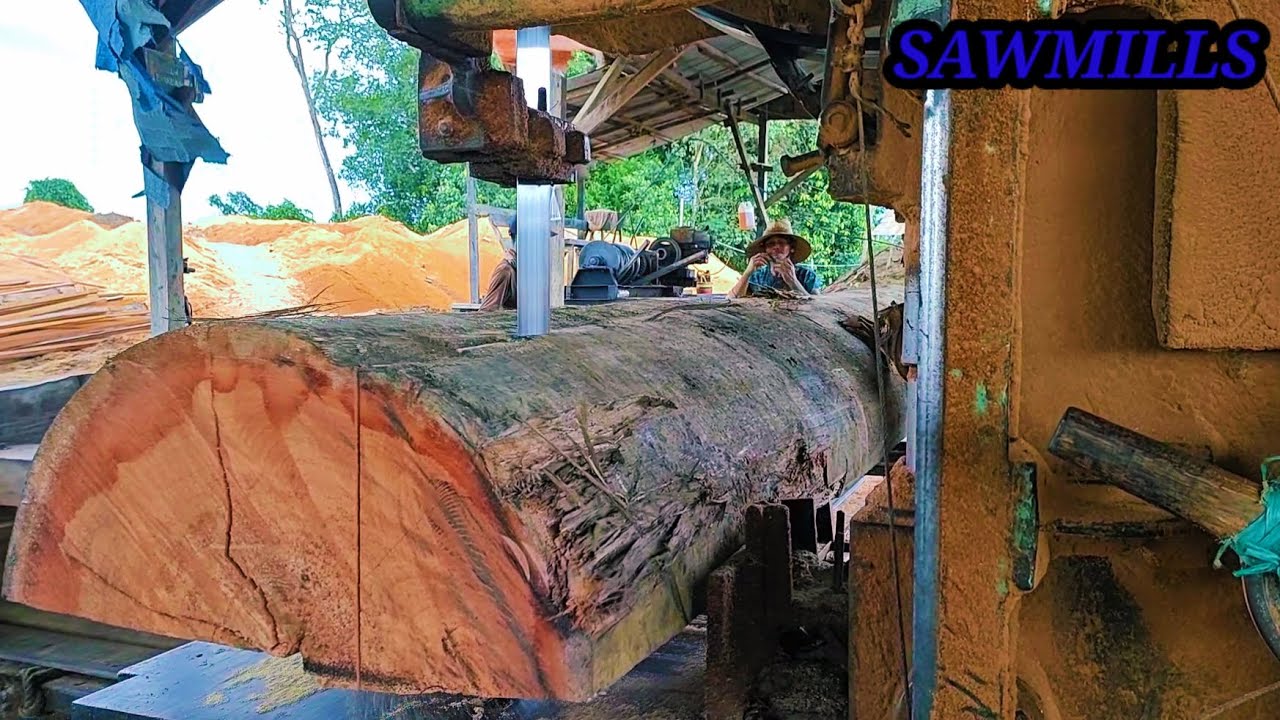 Woodworking//sawing large Meranti timber trees