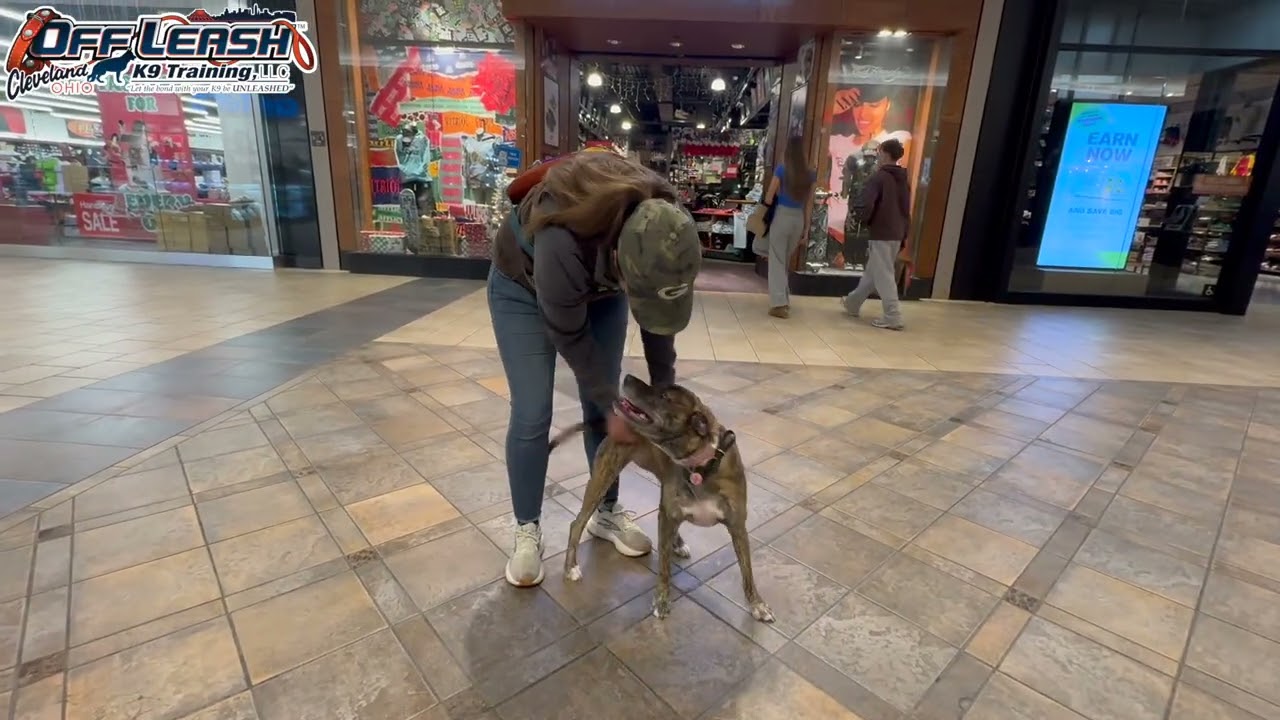 Lucky | 2 Year Old Mixed Breed | Best Dog Trainer Cleveland, Ohio | Basic Obedience