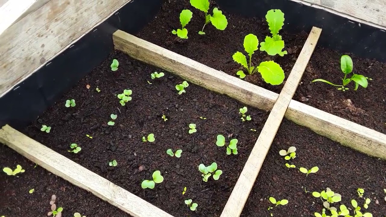 SHEDWARS21: 🌻 Как работает зеленое удобрение 🌻 Садоводство на площади в квадратных футах 🌻 Подзем...