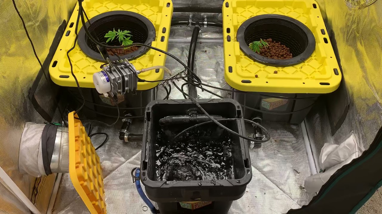 Root Box Hydroponics & Bloom Plus RDWC Grow Starring 2 Double Blue Cheese From Harley Grower