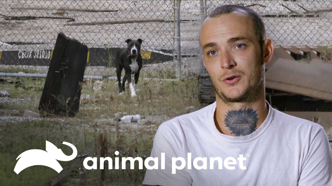 ¡Les toma horas rescatar a esta cachorra abandonada! | Pit bulls y convictos | Animal Planet