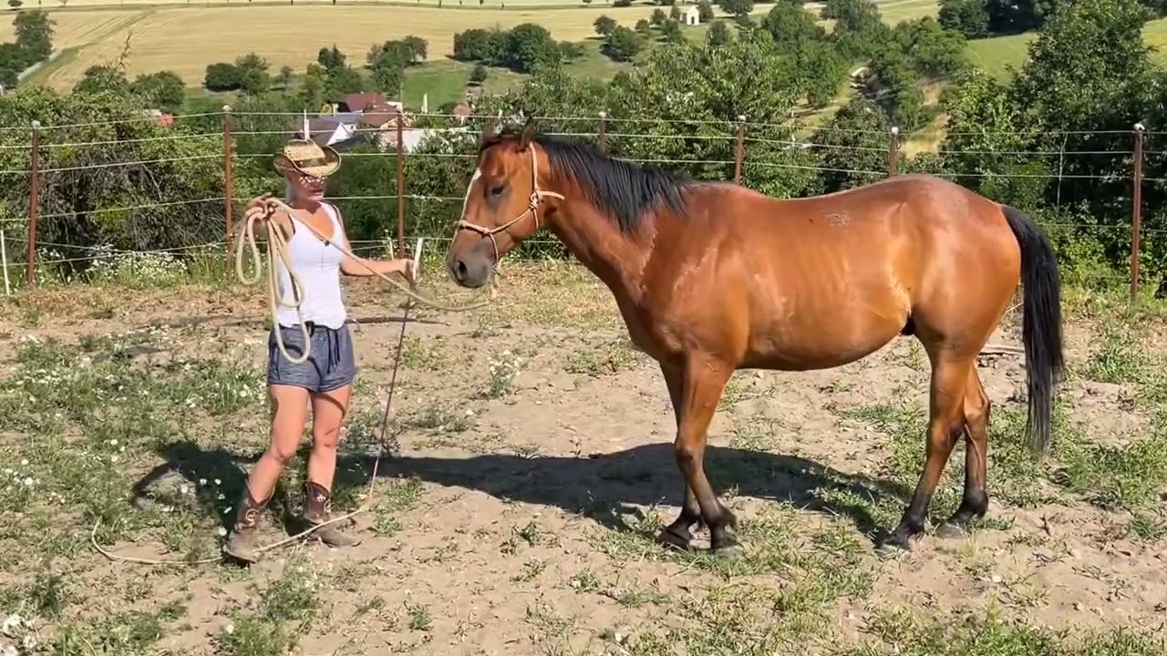 Jak na líného koně - nebuďte šedí!🙏