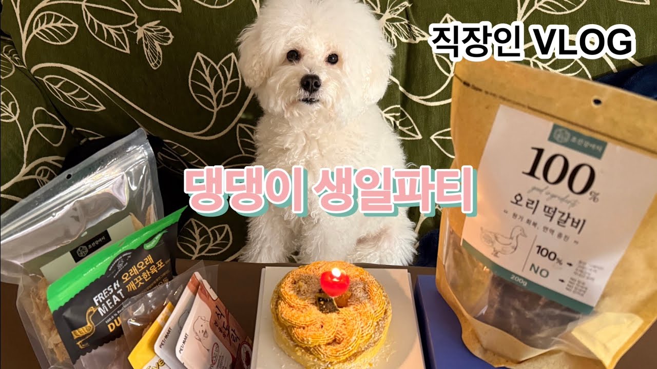 VLOG | 직장인 브이로그 | 장염도 이겨낸 식탐🦠 | 댕댕이 생일파티🍰  @푸치키뿌
