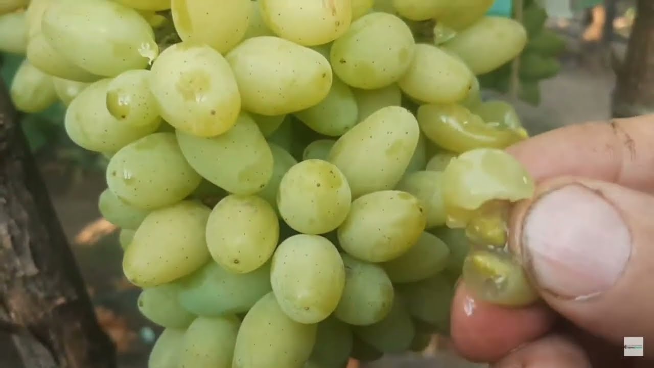 Еще несколько ПЕРЕоценённых новых форм винограда. Пара штук,  очень неожиданных