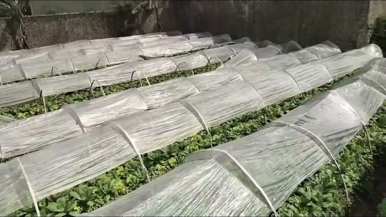 Lahan 5200 m2 Sisi Jalan Raya Utama Cipanas Cianjur. 