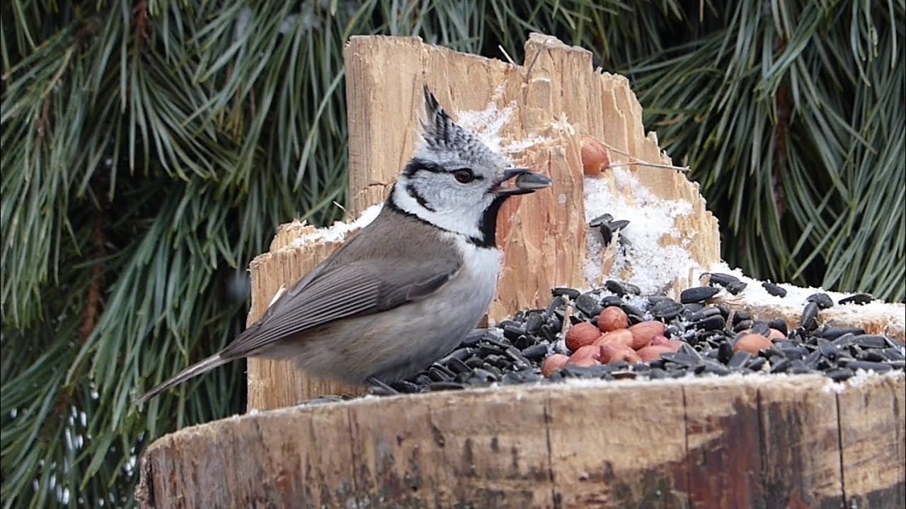 Хохлатая синица (Parus cristatus) на лесной кормушке.