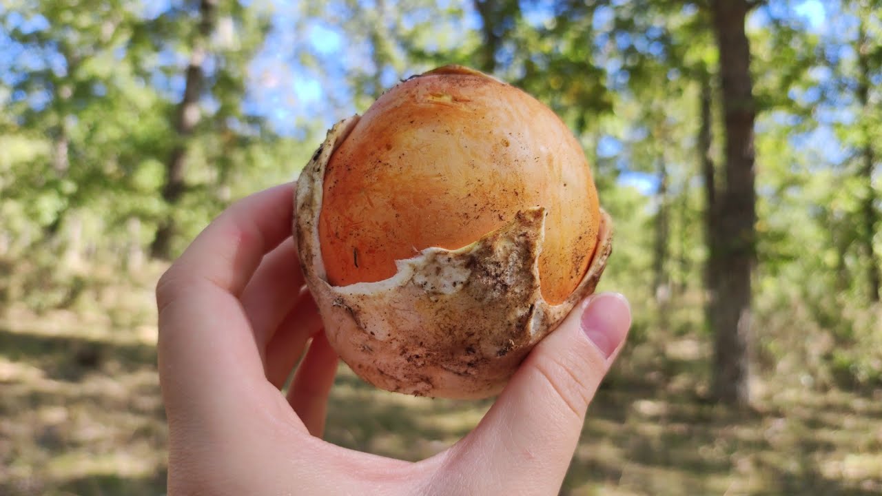 &iexcl;No paran de brotar! &iquest;Es Infinito? Amanita Caesarea 🍄🍄 La REINA de las SETAS 🍄🍄 1/2
