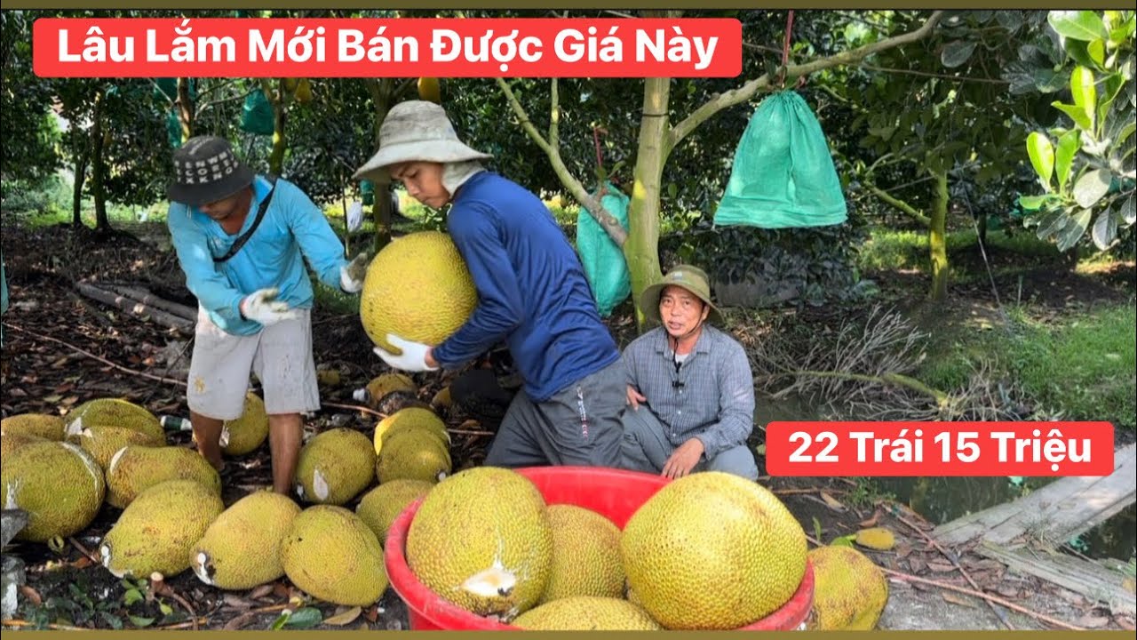 Cắt Mít Ruột Đỏ vườn nhà thật bất ngờ 22 trái 15 triệu