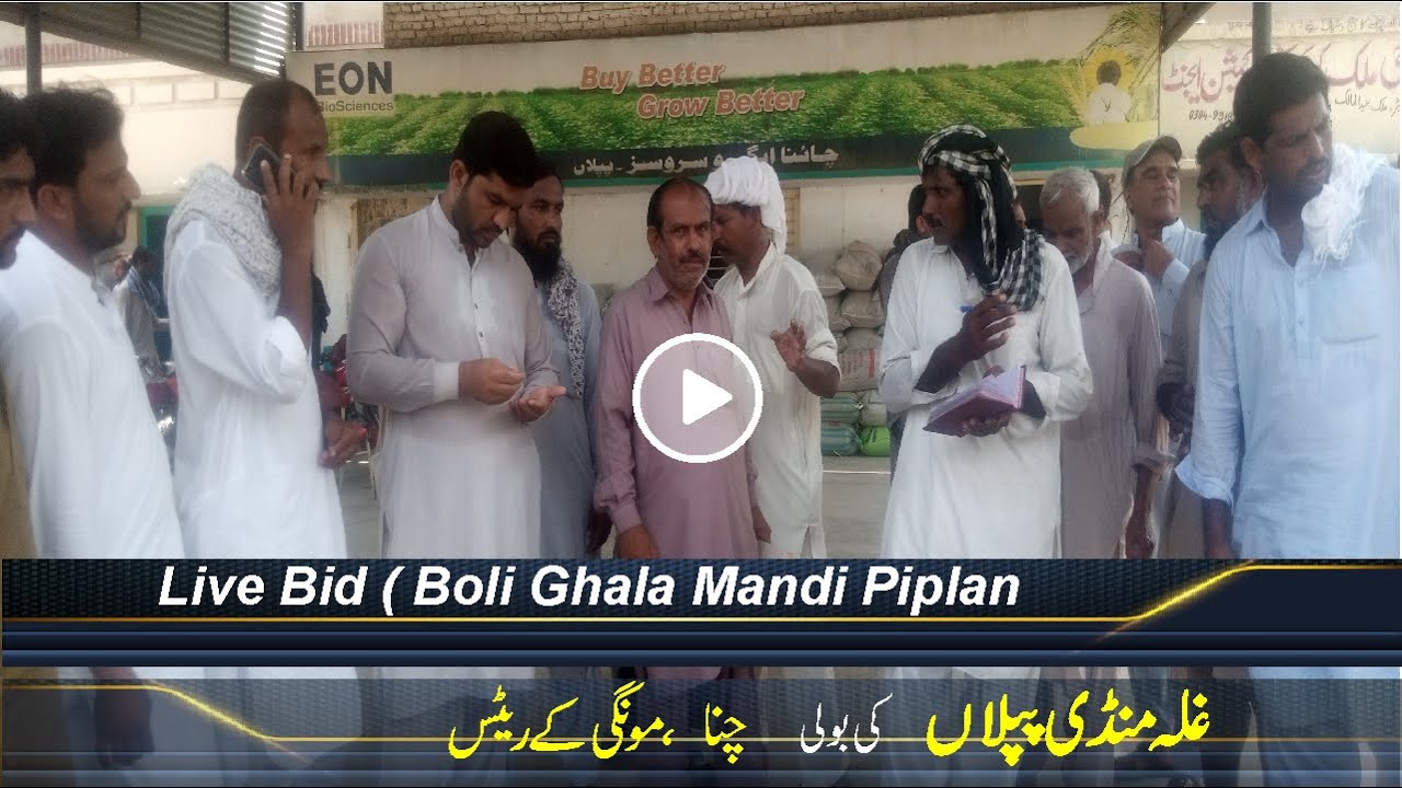 live boli ghala mandi piplan l Chana (Grame) updated l Mongi rate Updated Today l Bashir Sandhila
