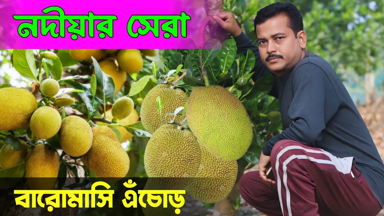 পশ্চিমবঙ্গের সেরা বারমাসি এঁচোড় চাষ 🧺 jackfruit farming 🌳 Jackfruit farming Bipul babu