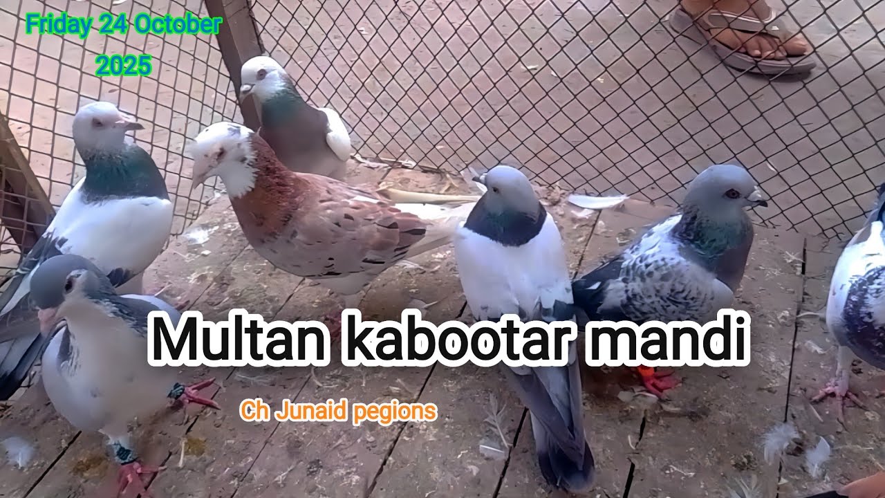 Multan kabootar mandi | 24 October 2025 multan birds market update | today Multan kabootar mandi |