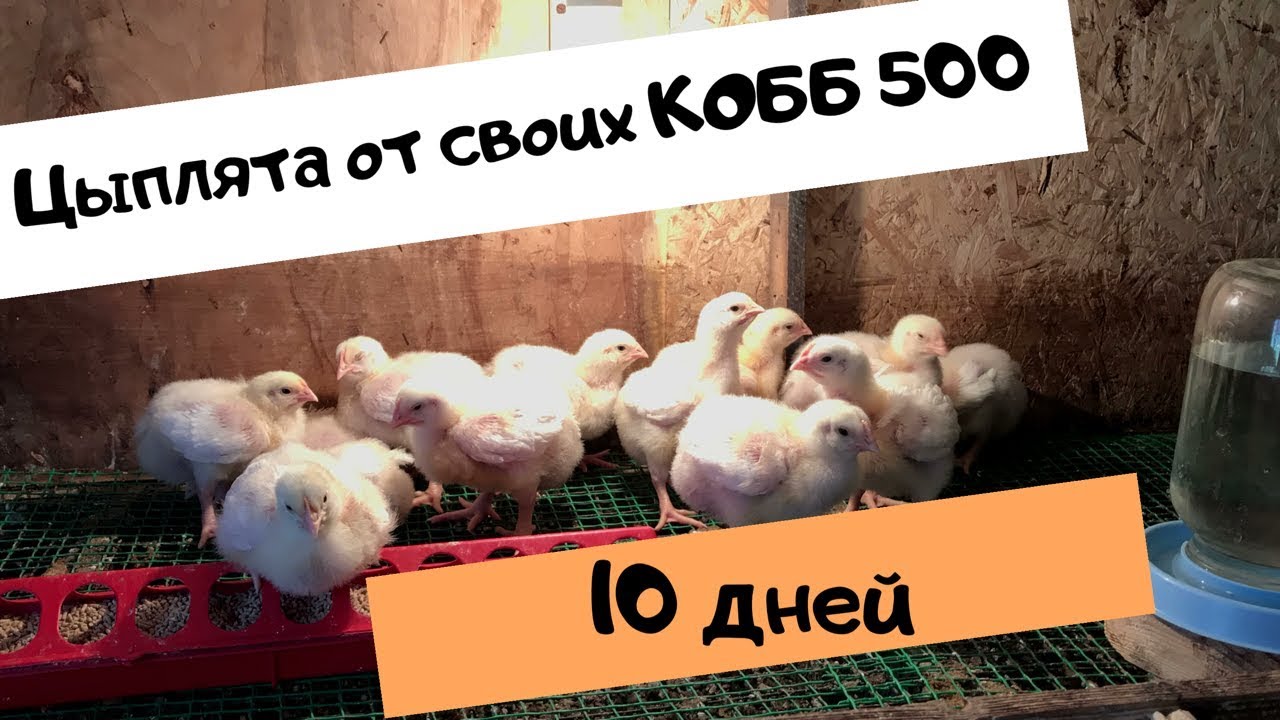 Цыплята от своих КОББ500 .10 дней.