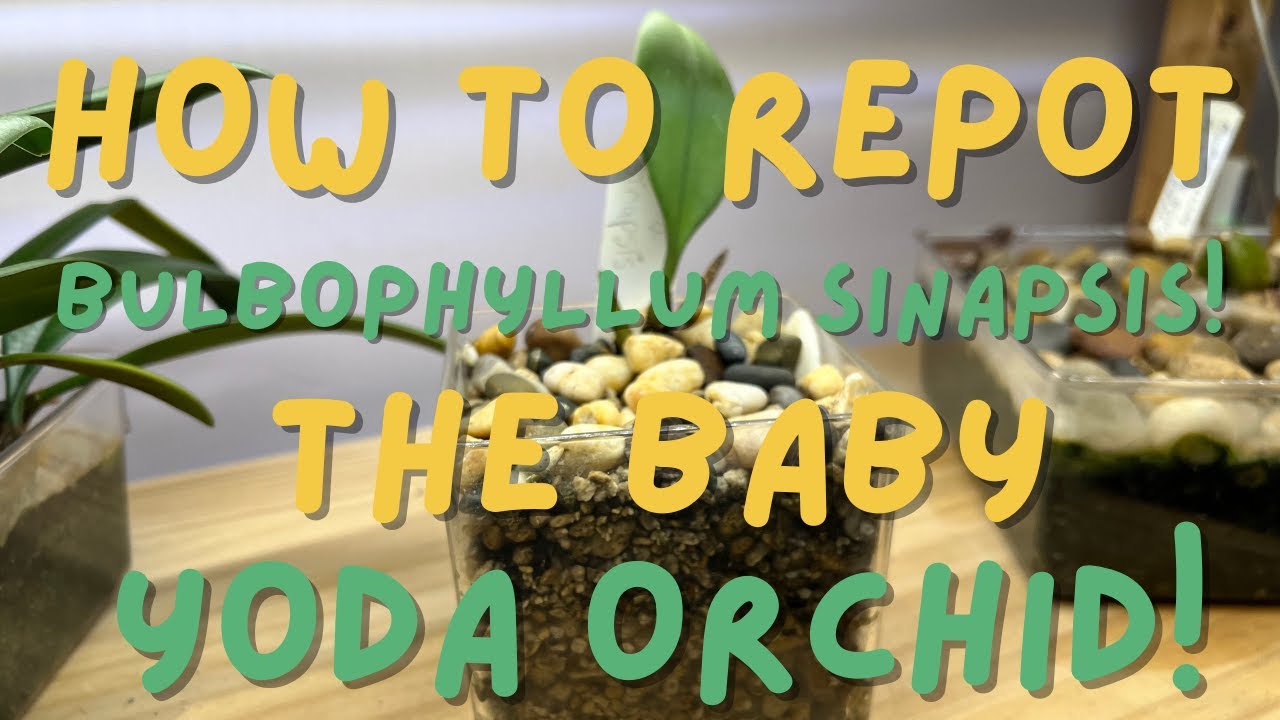 Orchid Care: How to repot The Baby Yoda Orchid Bulbophyllum sinapsis