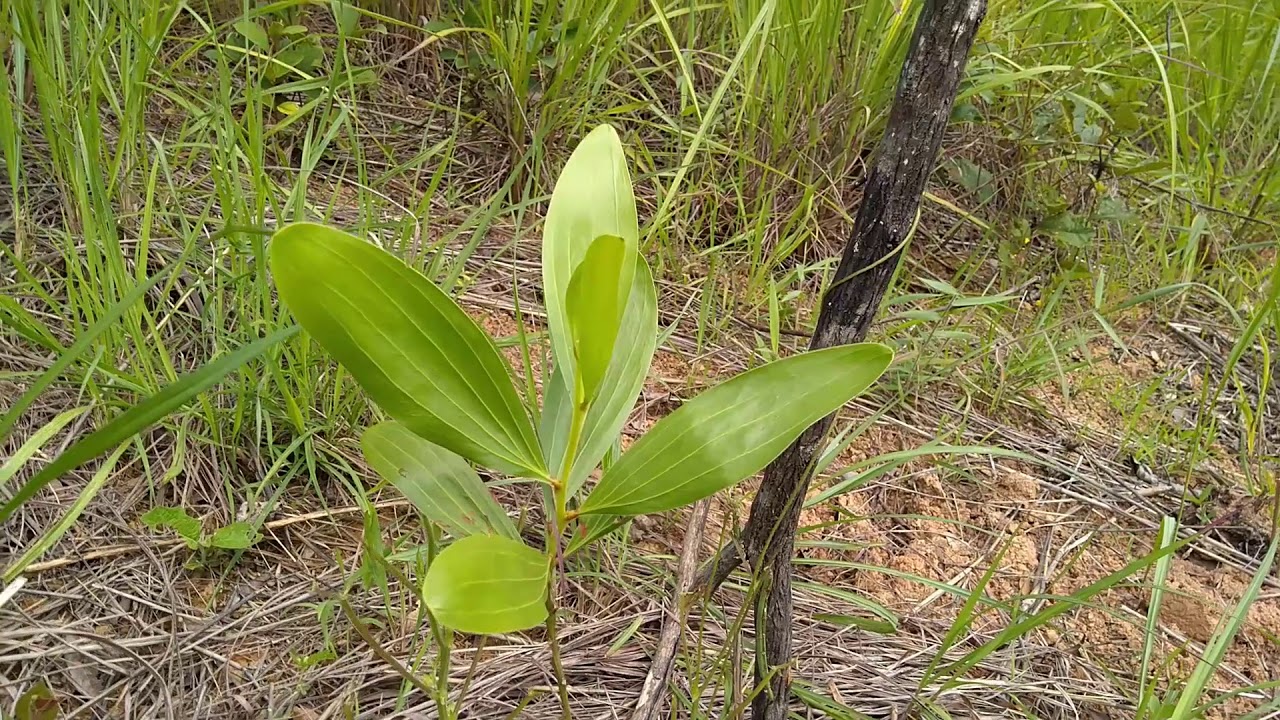 Evolução da área: Desenvolvimento da Acacia mangium, mandiocas e bananeiras