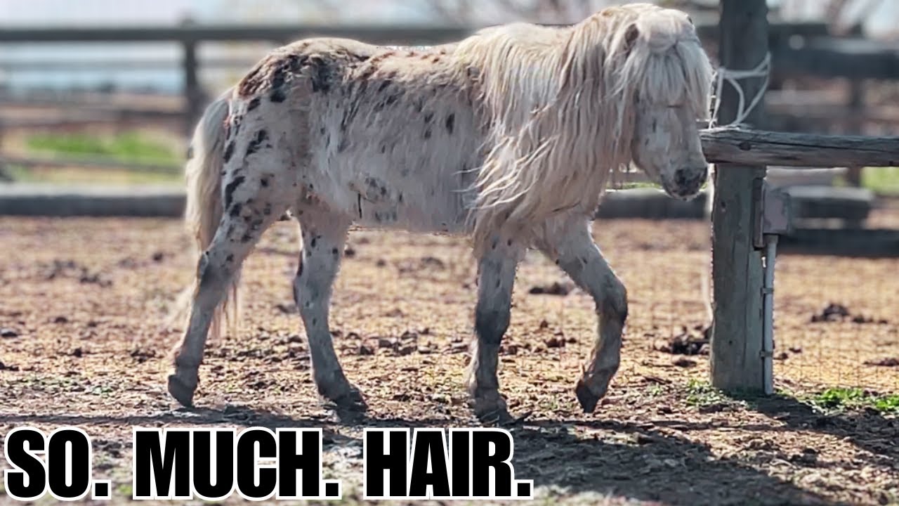 Shedding out my tiny horse ~ EPIC grooming session