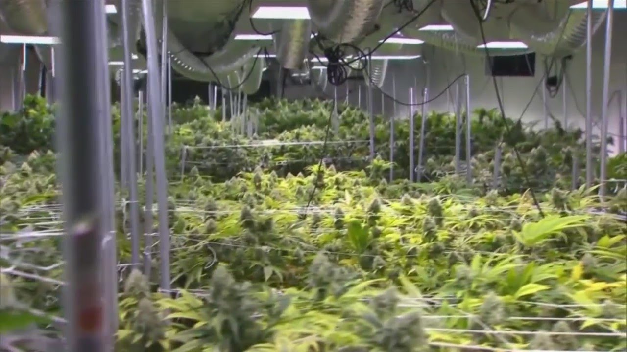 Michigan's Recreational Marijuana Law