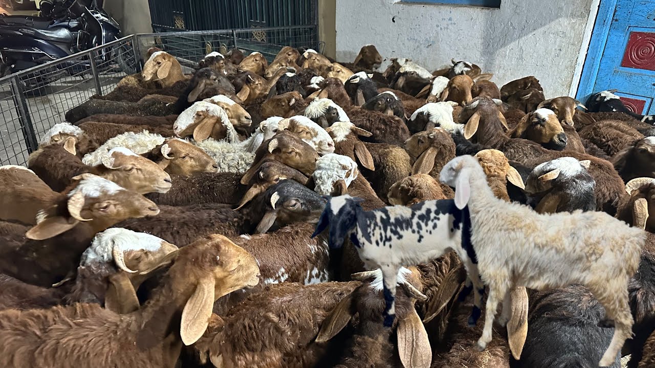 Bulk Stock Available at MGS